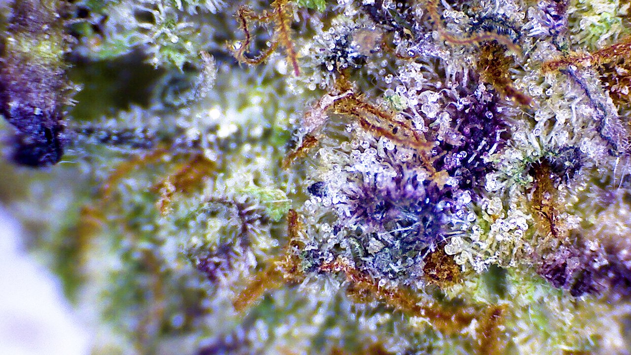 Strain Review: Titan OG - ELEV8 Presents