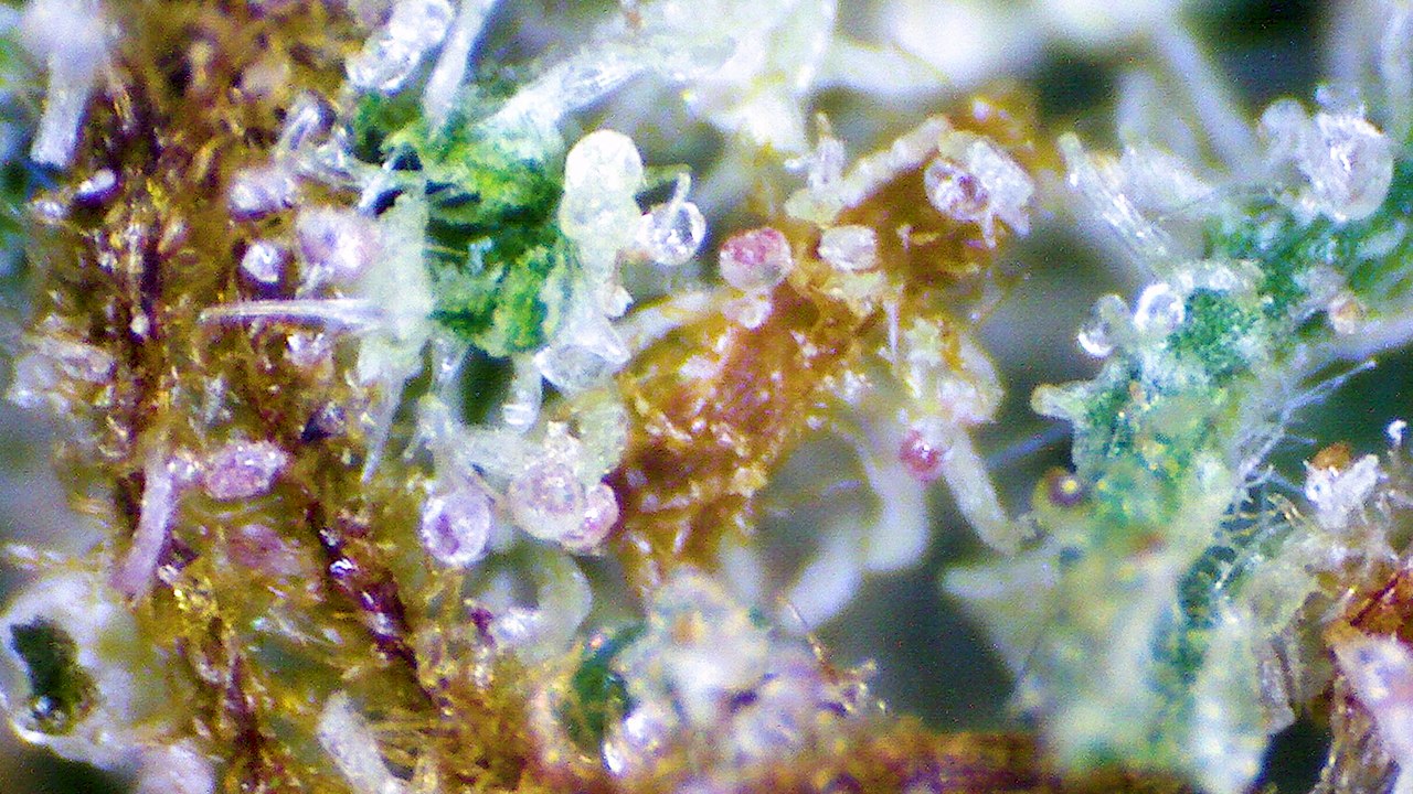 Strain Review: Pumpernickel - ELEV8 Presents