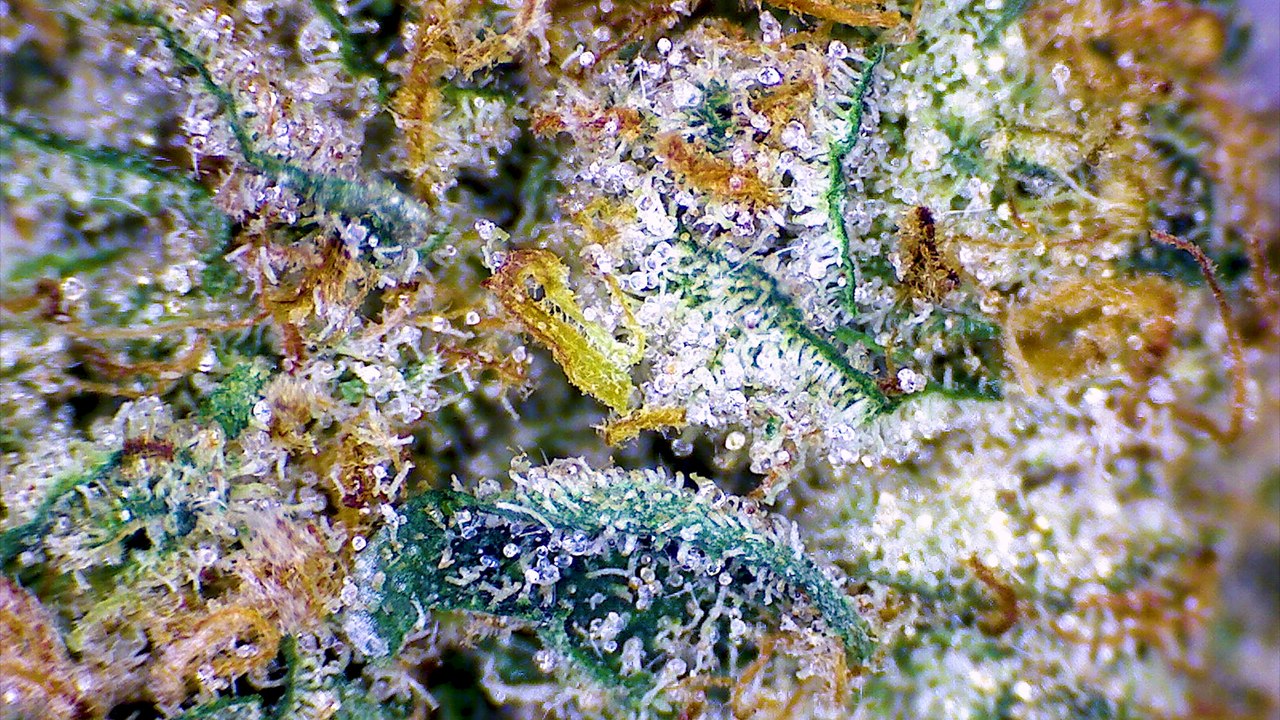 Strain Review: Trap Star - ELEV8 Presents