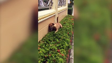 Cutest Pets of the Week Compilation May 2018 | Funny Pet Videos