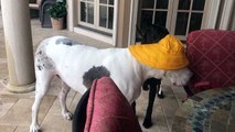 Funny Great Dane goes Swimming in the Rain