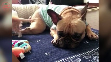 Cute is Not Enough - Funny DOG Compilation #435