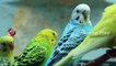 Budgerigar Birds Funny Moments || Pet Birds and Sounds