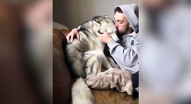 Try To Not Laugh The Funniest and Cutest Husky Compilation | Funny Pet Videos | Funny Vines Tv