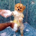 Funny pets 2018PEt and  Bubbles!