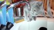 Cats and Water  Funny Love Hate Relationship Funny Pets