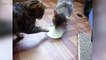 Animals Sharing Foods  Funny Animals Sharing Foods Funny Pets