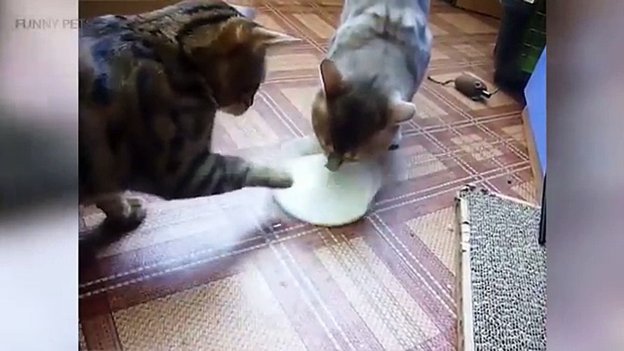 Animals Sharing Foods  Funny Animals Sharing Foods Funny Pets