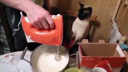 Animal Fails  Funny Animal Fails Part 1 Funny Pets