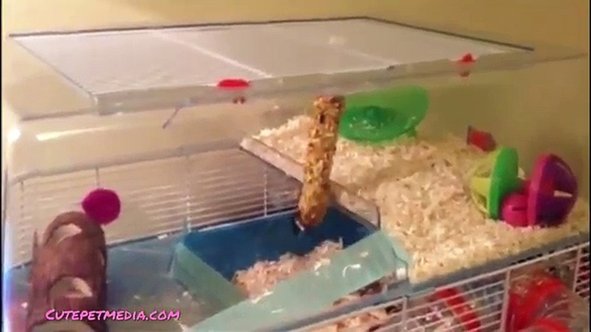 ⁣ANIMAL FAILS  FUNNY PET Fails Compilation Funny Pets