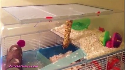 ANIMAL FAILS  FUNNY PET Fails Compilation Funny Pets
