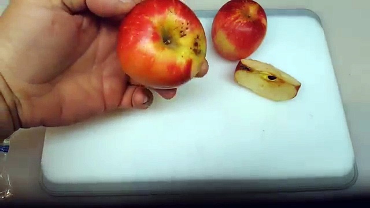 EASY WAY How to Grow an Apple Tree from Seed