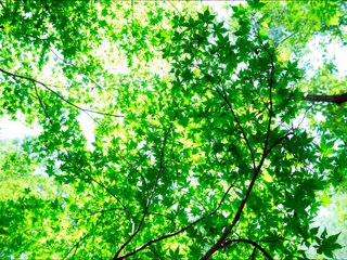 作業用・リラックス用ＢＧＭ　疲れた時に聴くと癒されるクラシック音楽　癒しのショパン曲集　ノクターン編 part 3/3