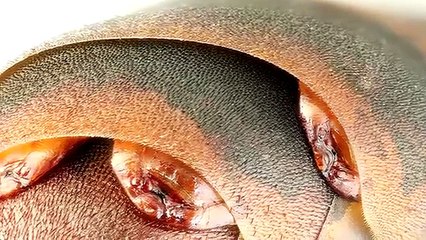5 animales Zombies REALES del Mundo/Sufrimiento extremo