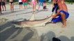 Fisherman Lands Shark on Tybee Island Beach