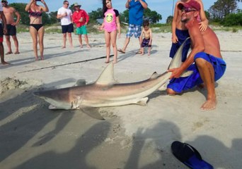 Fisherman Lands Shark on Tybee Island Beach