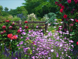 長時間作業用ＢＧＭ、胎教・赤ちゃん用ＢＧＭ　今日はシューベルトの名曲と過ごそう　和音の使い方が素晴らしいシューベルトの音楽をＢＧＭにしました part 6/7