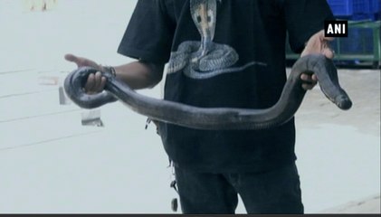 sell Red Sand Boa in Rs 60 lakh illegally II  दोमुहां सांप बेचने वाले रैकिट का भंडाफोड़ किया