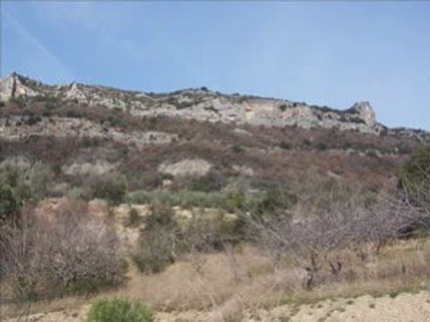 Les Vautours fauves du Rocher de Bramard