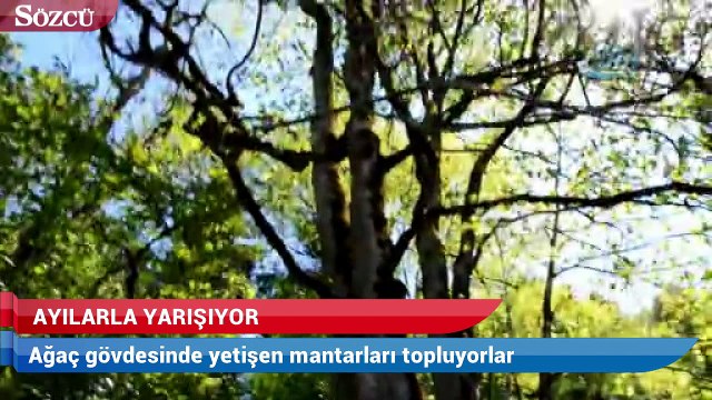 Çağman mantarını toplamak isteyenler ayılarla yarışıyor