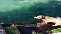 Sıcaktan bunalan köpek kendini denize attı