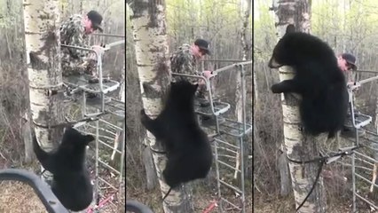 Un ours grimpe un arbre et rencontre un chasseur