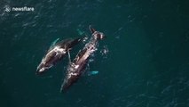 Beautiful drone footage captures the tender mating ritual of humpback whales