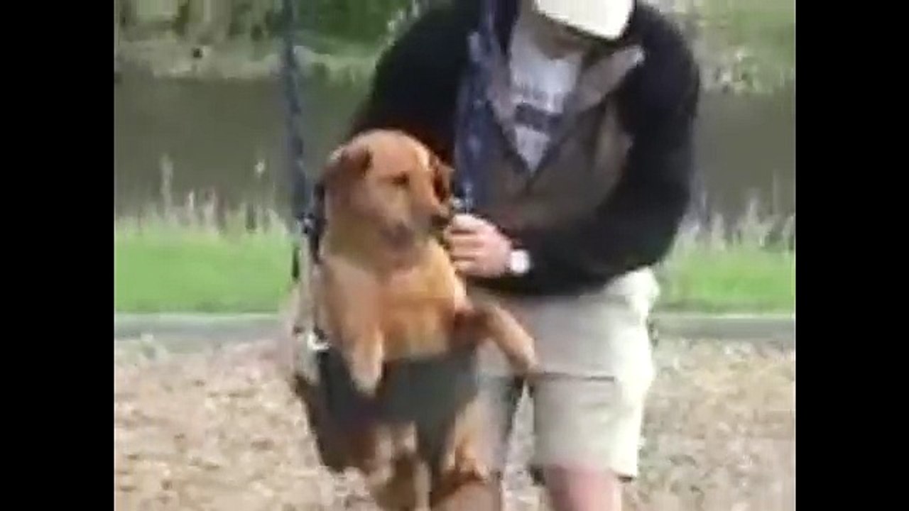 dog grips 2