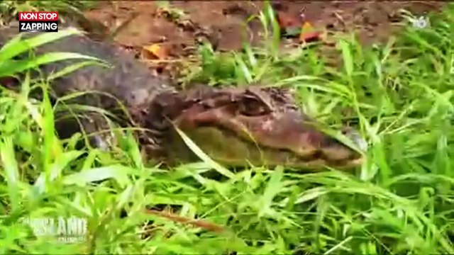 The Island : Mike Horn capture un caïman et provoque la colère des internautes (vidéo)