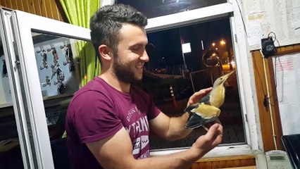 Yaralı 'balaban' tedavi altına alındı - OSMANİYE