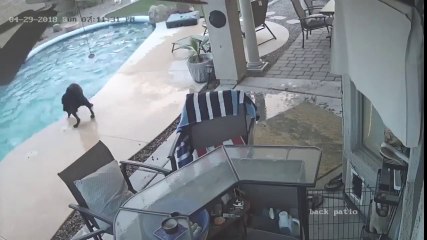 Un chien sauve son ami tombé dans une piscine !