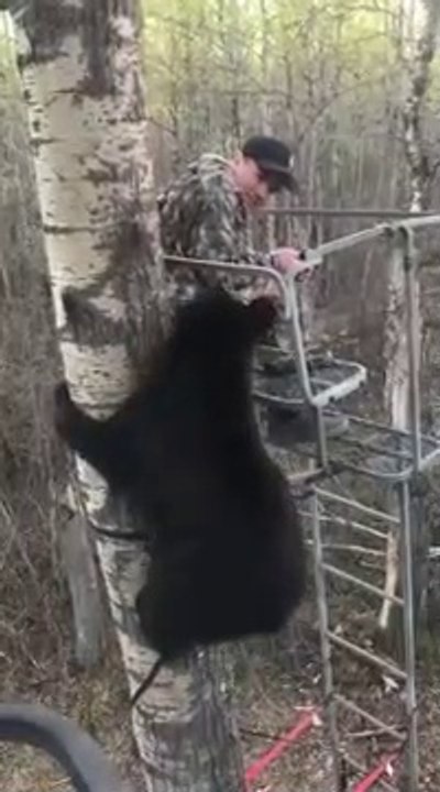 Un ours rend visite à un chasseur dans un arbre...