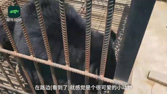 Ils pensaient avoir adopté un chien, 2 ans plus tard ils comprennent que c'est un ours