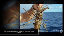 Tips to Consider Before Going for Diving to Catch Lobster