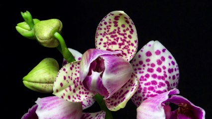 Orchids in motion - a rather flowery time lapse