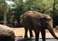Cincinnati Zoo Elephants Take Advantage as Swimming Pool Opens Early for Summer