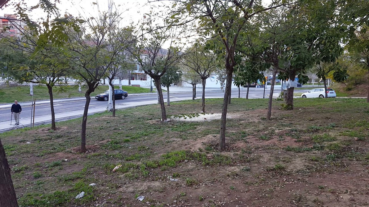 Cotorras argentinas