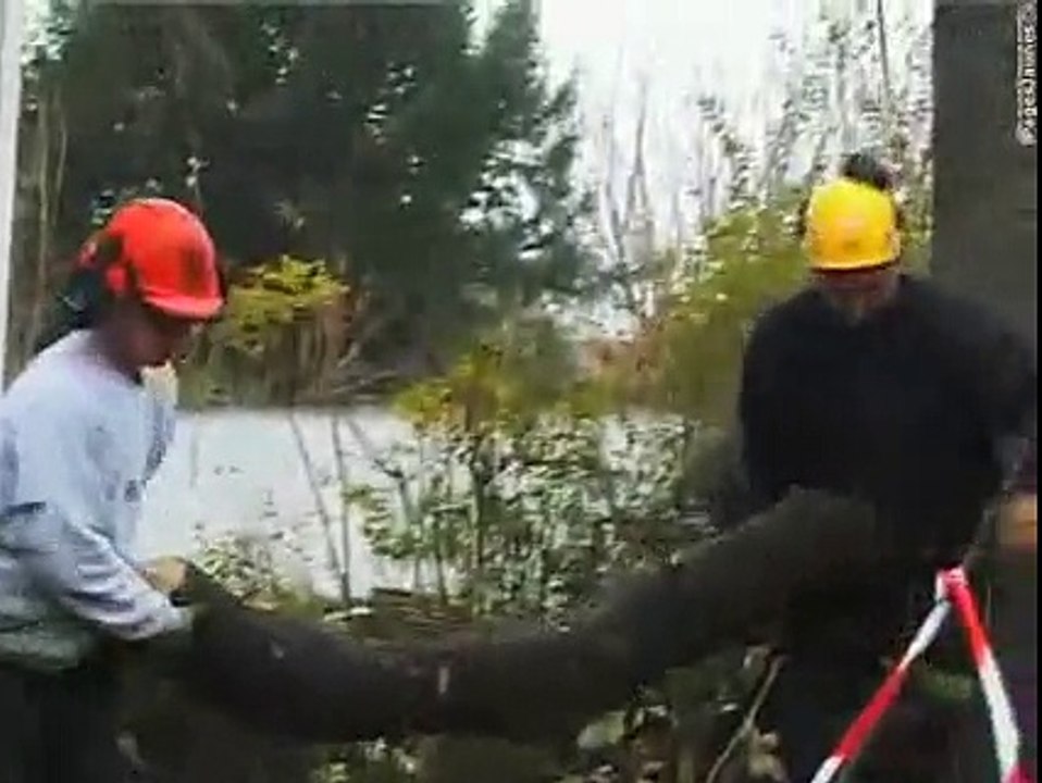 F.Pauliat Elagage à Savigny-sur-Orge travaux paysagers et élagage.