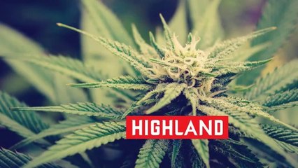The Legalization of MarijuanaThailand - Highland Network
