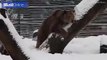 Após 20 anos numa jaula, urso brinca pela primeira vez na neve
