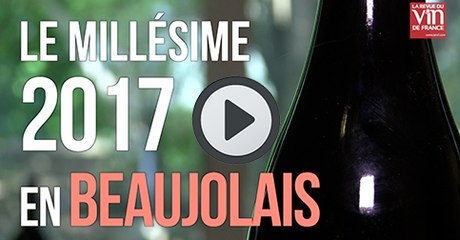 Beaujolais : Le millésime 2017 livre des vins aux fruits scintillants