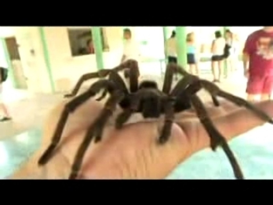 BIG spider - tarantula