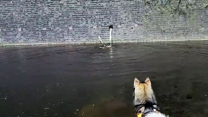 Guy Rescues Cat Stuck on Pole in Middle of Canal