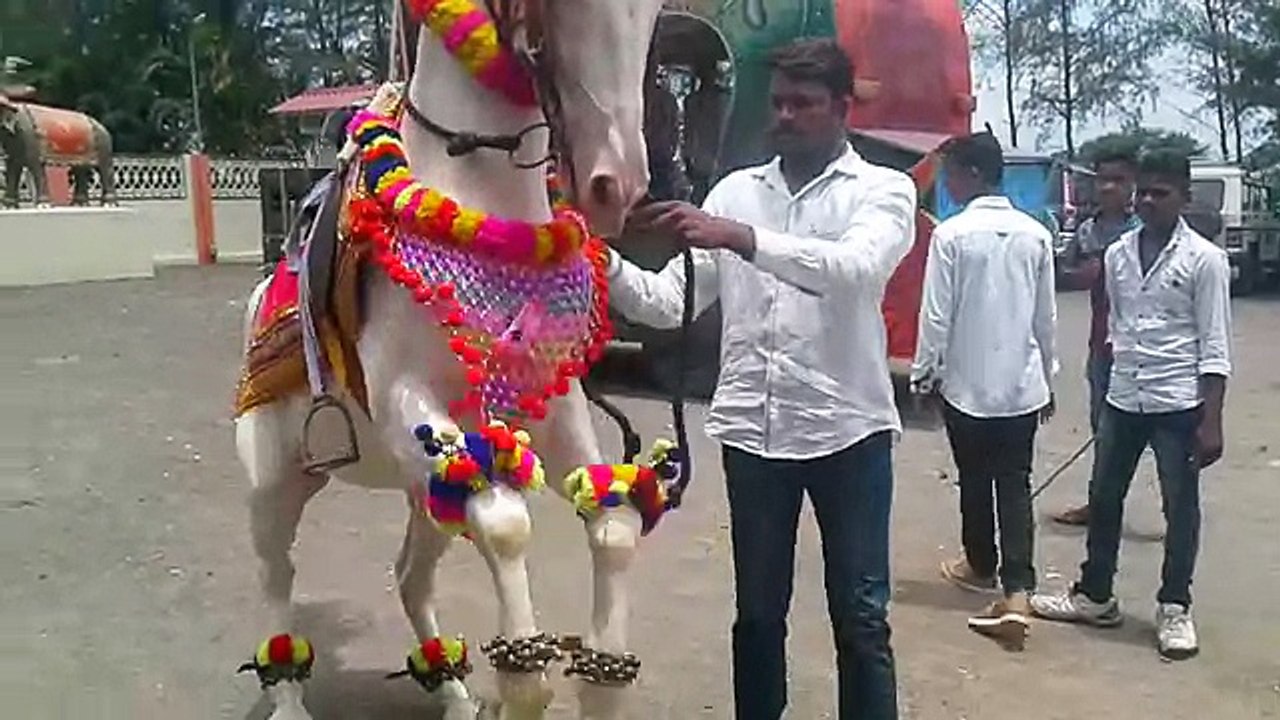 Funny Horse Dancing and Playing with Master...!!!!!