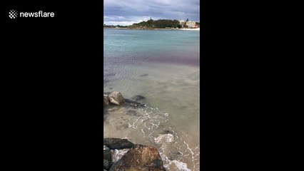 Photographer witnesses endangered shark hunting suckerfish just metres from shore