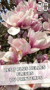 Les 7 plus belles fleurs du printemps