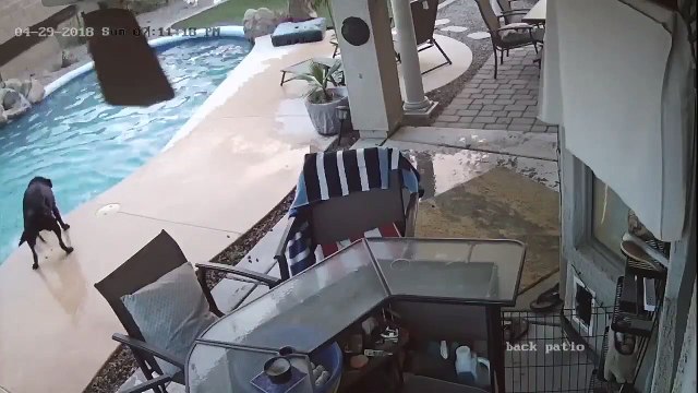 Un chien sauve son ami dans une piscine