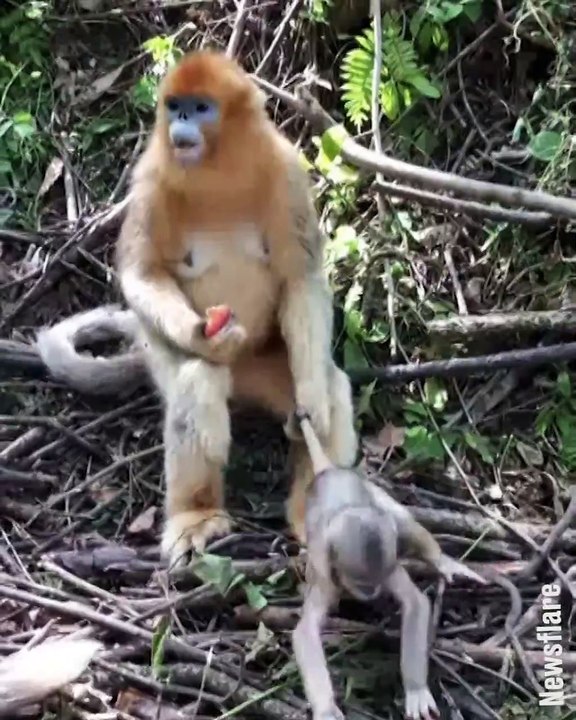 Baby: I WANNA GO AND PLAY!Mum: Oh no you don't...