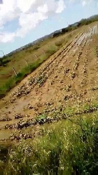 Prsh JOQ! Jam nje banor ne Lekaj, bashkia Rrogozhine. Po ju dergoj nje video. Te mbjellat tona jane permbyt komplet sepse nuk pastrohen kanalet kulluese. Ku sh