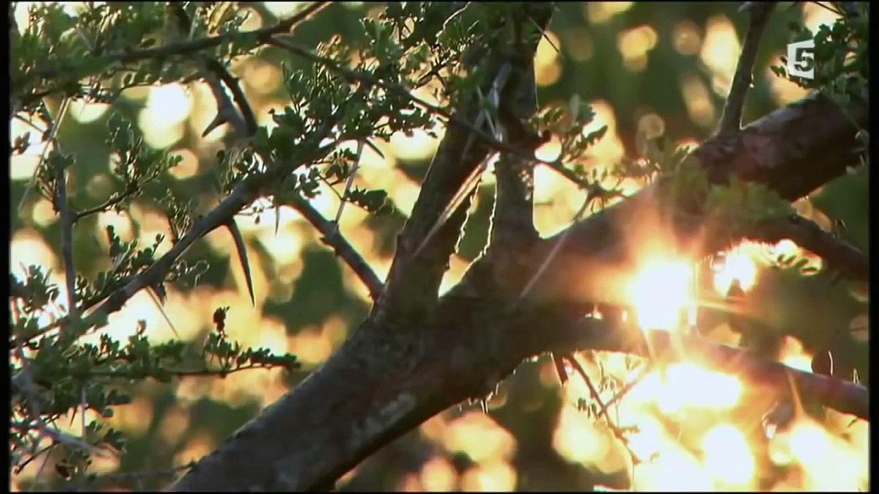 Les Lions Blancs  Reportage Fascinant Sur Un Animal Majestueux